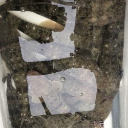 Magic（マジック） 釣果