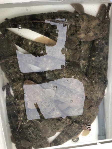 Magic（マジック） 釣果