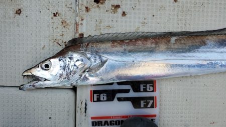 遊漁船 ニライカナイ 釣果