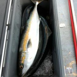 ファイヤードルフィン 釣果