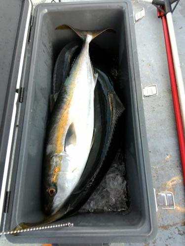 ファイヤードルフィン 釣果