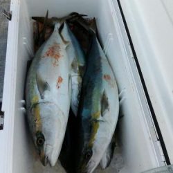 ファイヤードルフィン 釣果