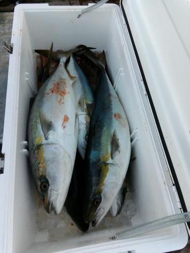 ファイヤードルフィン 釣果