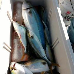 ファイヤードルフィン 釣果