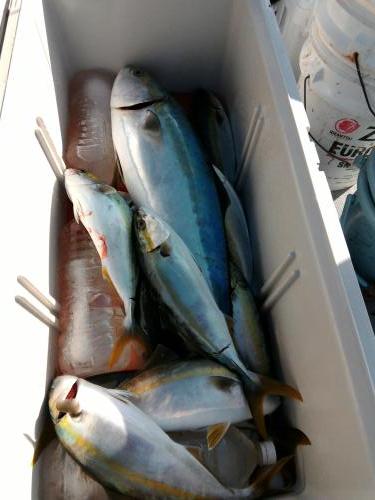 ファイヤードルフィン 釣果