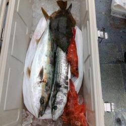 ファイヤードルフィン 釣果