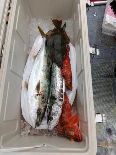 ファイヤードルフィン 釣果