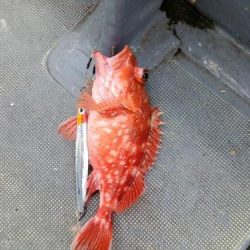 ファイヤードルフィン 釣果