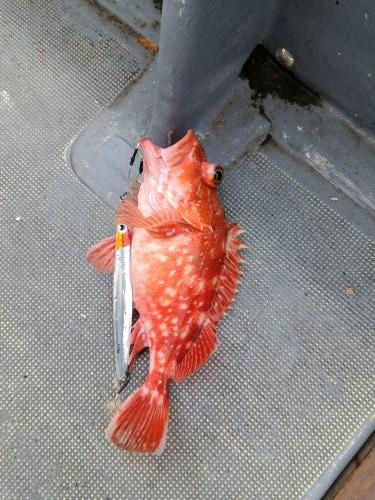 ファイヤードルフィン 釣果