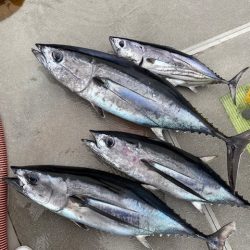 へいみつ丸 釣果
