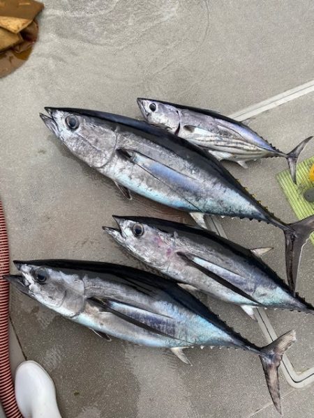 へいみつ丸 釣果