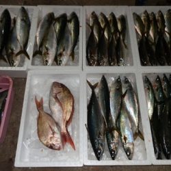 第二むつ漁丸 釣果