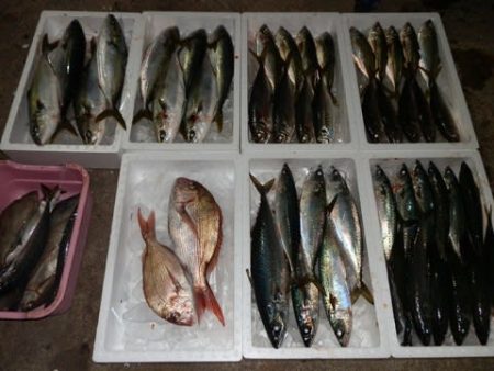 第二むつ漁丸 釣果