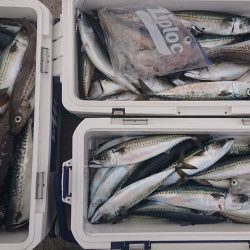 気仙沼　つり丸 釣果