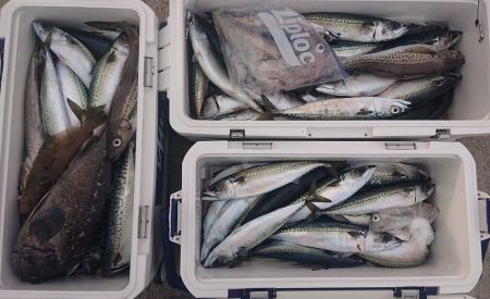 気仙沼　つり丸 釣果