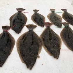 Magic(マジック) 釣果