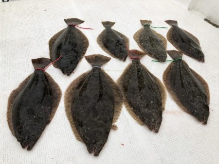 Magic（マジック） 釣果