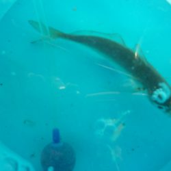 オリジナルメーカー海づり公園(市原市海づり施設) 釣果