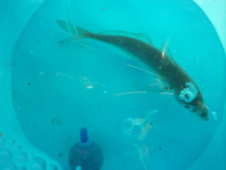 オリジナルメーカー海づり公園(市原市海づり施設) 釣果