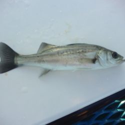 オリジナルメーカー海づり公園(市原市海づり施設) 釣果