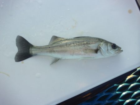 オリジナルメーカー海づり公園(市原市海づり施設) 釣果