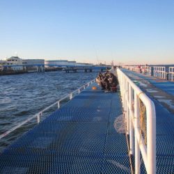 オリジナルメーカー海づり公園(市原市海づり施設) 釣果