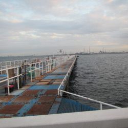 オリジナルメーカー海づり公園(市原市海づり施設) 釣果