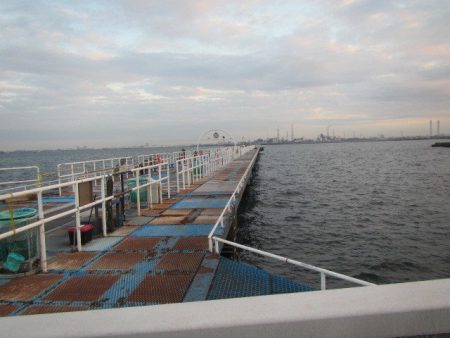 オリジナルメーカー海づり公園(市原市海づり施設) 釣果