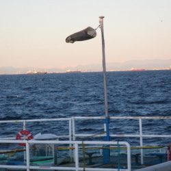 オリジナルメーカー海づり公園(市原市海づり施設) 釣果
