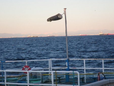 オリジナルメーカー海づり公園(市原市海づり施設) 釣果