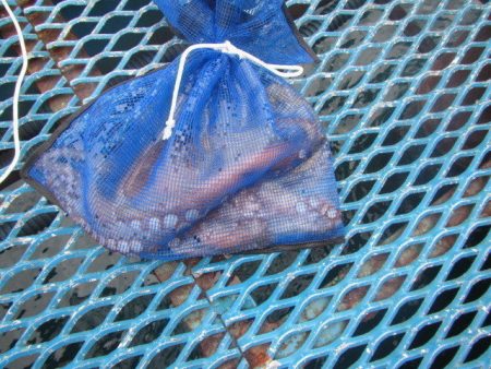 オリジナルメーカー海づり公園(市原市海づり…