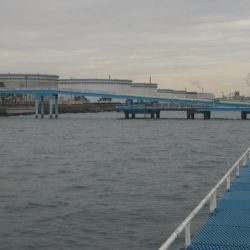 オリジナルメーカー海づり公園(市原市海づり施設) 釣果