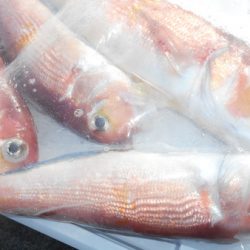 こうゆう丸 釣果