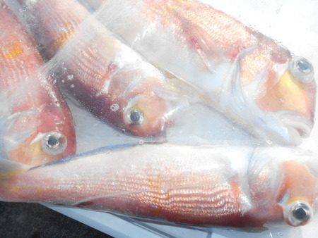 こうゆう丸 釣果