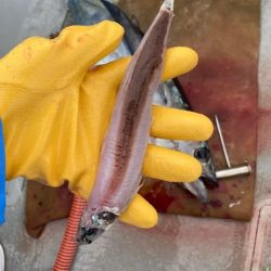 へいみつ丸 釣果