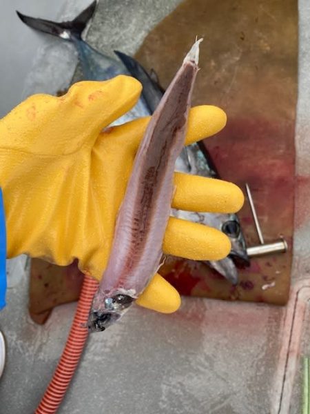 へいみつ丸 釣果