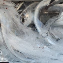 遊漁船 ニライカナイ 釣果