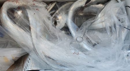 遊漁船 ニライカナイ 釣果