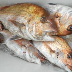 こうゆう丸 釣果