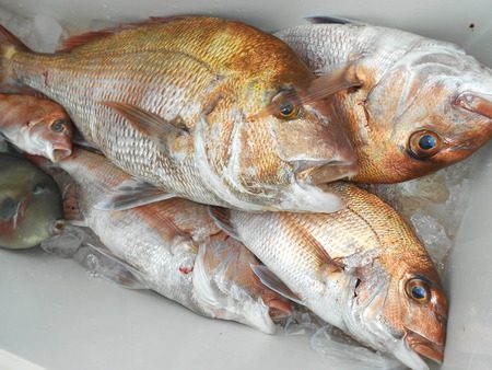 こうゆう丸 釣果