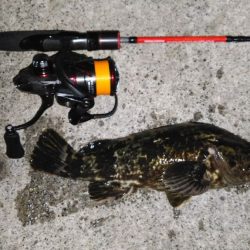 トレモロAJはいろんな魚種に対応！【がまかつ LUXXE宵姫　インプレッション】