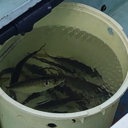 深川 吉野屋 釣果