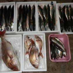 第二むつ漁丸 釣果