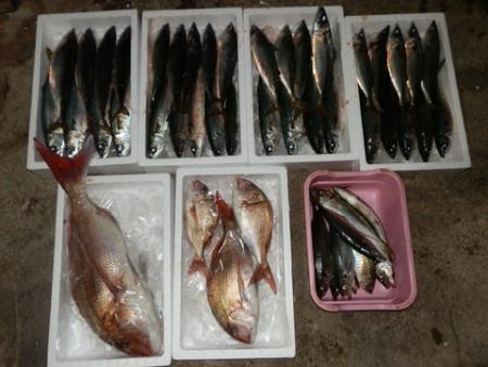 第二むつ漁丸 釣果