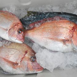 こうゆう丸 釣果