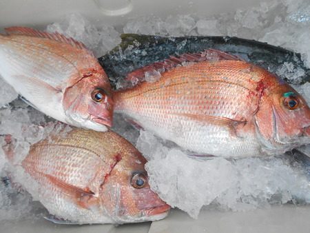 こうゆう丸 釣果