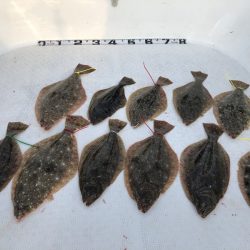 Magic（マジック） 釣果