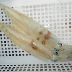 こうゆう丸 釣果