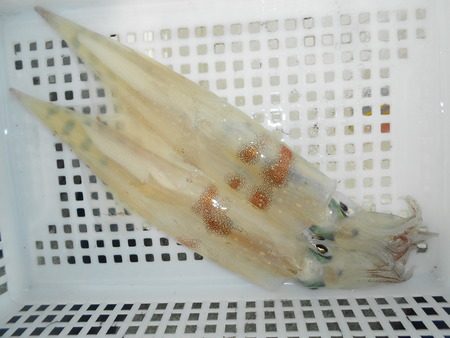 こうゆう丸 釣果