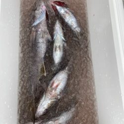 へいみつ丸 釣果